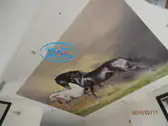 Опънат таван в спалня с фотопринт - Бягащи коне.