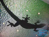 3Д опънат таван с фотопечат Саламандър.